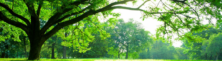 サステナビリティ